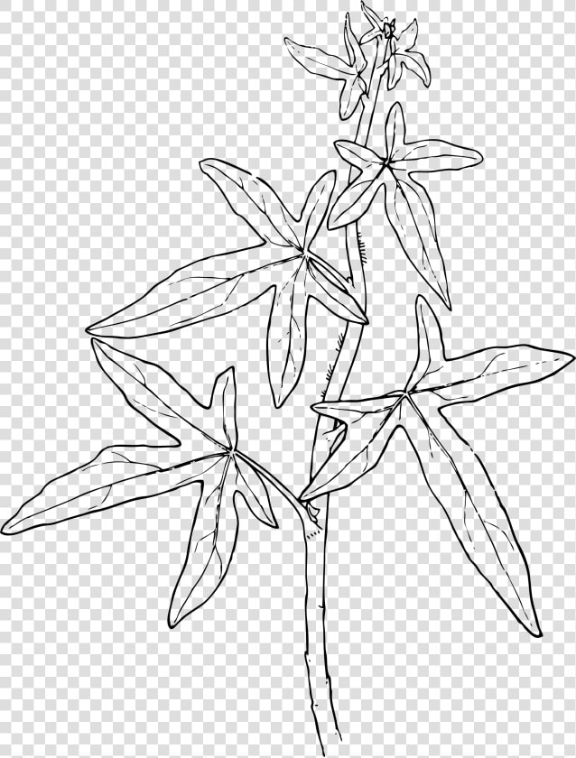 Ivy Clip Arts   Drawing Of Medicinal Plants  HD Png DownloadTransparent PNG