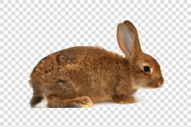 Brown Rabbit Png Download Image   Rabbit With A White Background  Transparent PngTransparent PNG