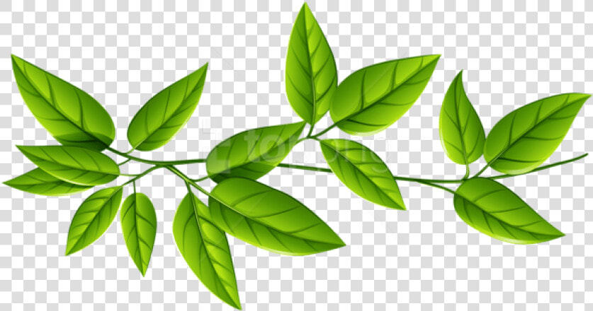 Free Png Download Leaves Free Download Png Png Images   Green Leaves Transparent Background  Png DownloadTransparent PNG