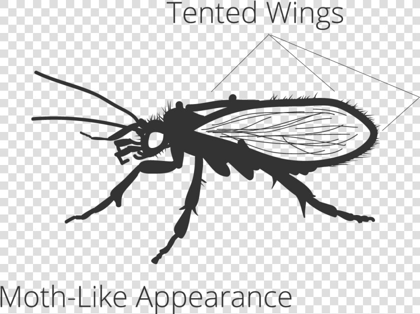 Net winged Insects  HD Png DownloadTransparent PNG