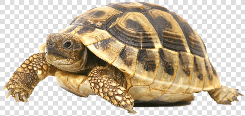 Tortoise Meaning In Kannada  HD Png DownloadTransparent PNG