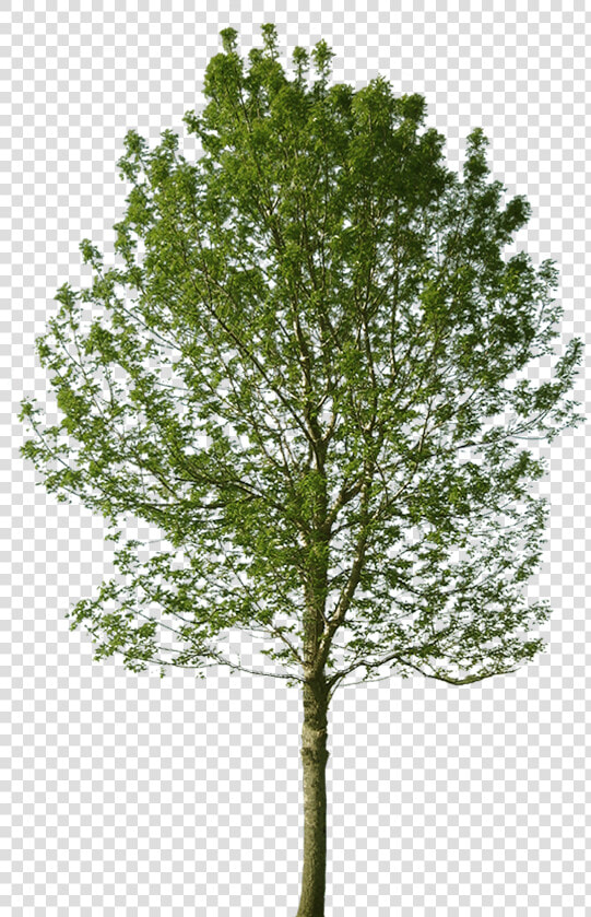 Black Locust Tree Architecture  HD Png DownloadTransparent PNG