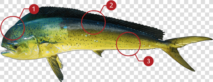 Fish fish mahi Mahi trout bony Fish ray Finned Fish   Marine Mammal  HD Png DownloadTransparent PNG