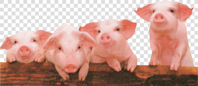 Cute Little Pig Png Download   Pig And Piglet Png  Transparent PngTransparent PNG