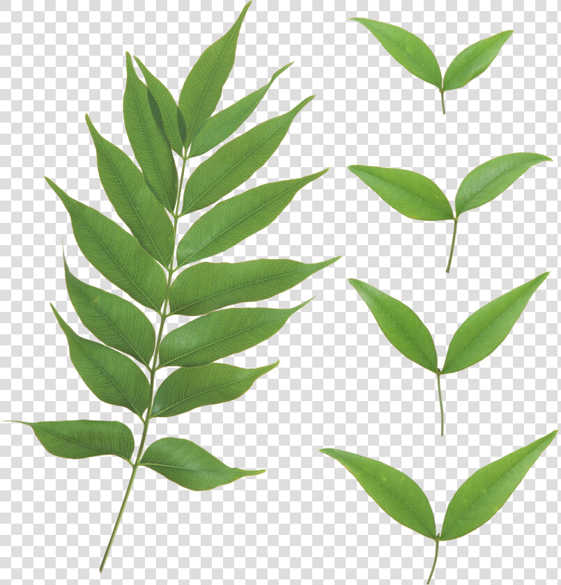 Curry Leaves Png   Leaves Transparent Png  Png DownloadTransparent PNG