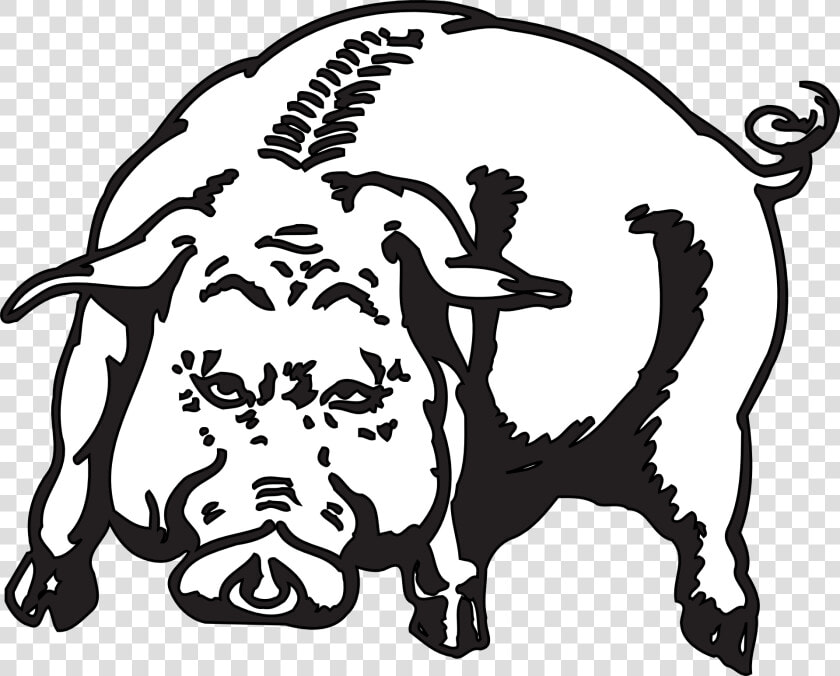 Angry  Pig  Animal  Hog  Piggy  Mammal   Hog Graphics  HD Png DownloadTransparent PNG