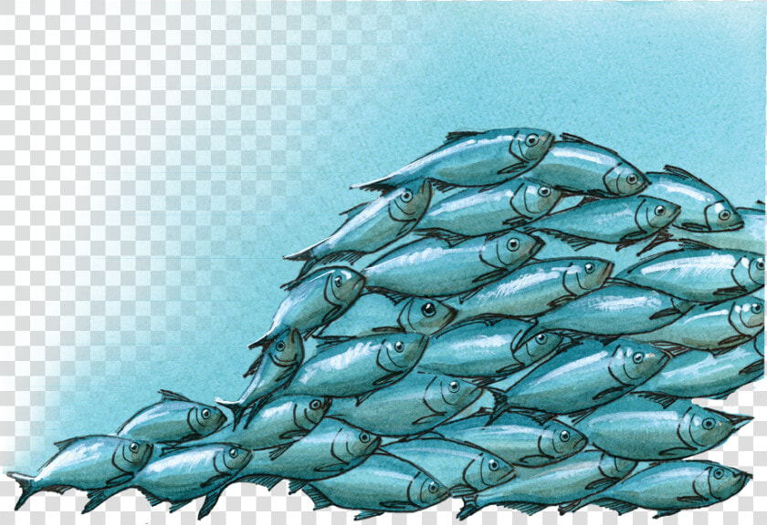 Atlantic Bluefin Tuna  HD Png DownloadTransparent PNG