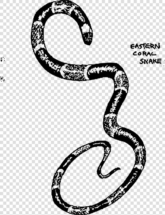 Eastern Coral Snake Clip Arts   Snake Images For Snake Ladder Png Without Background  Transparent PngTransparent PNG