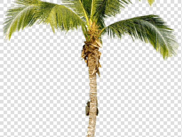 Transparent Palm Tree Png Transparent   Coconut Tree Cut Out  Png DownloadTransparent PNG