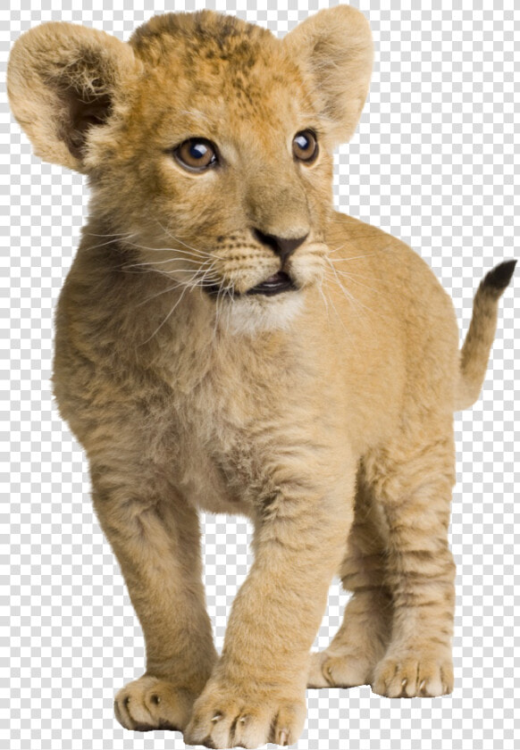 Jaguar Clipart Jaguar Cub  HD Png DownloadTransparent PNG