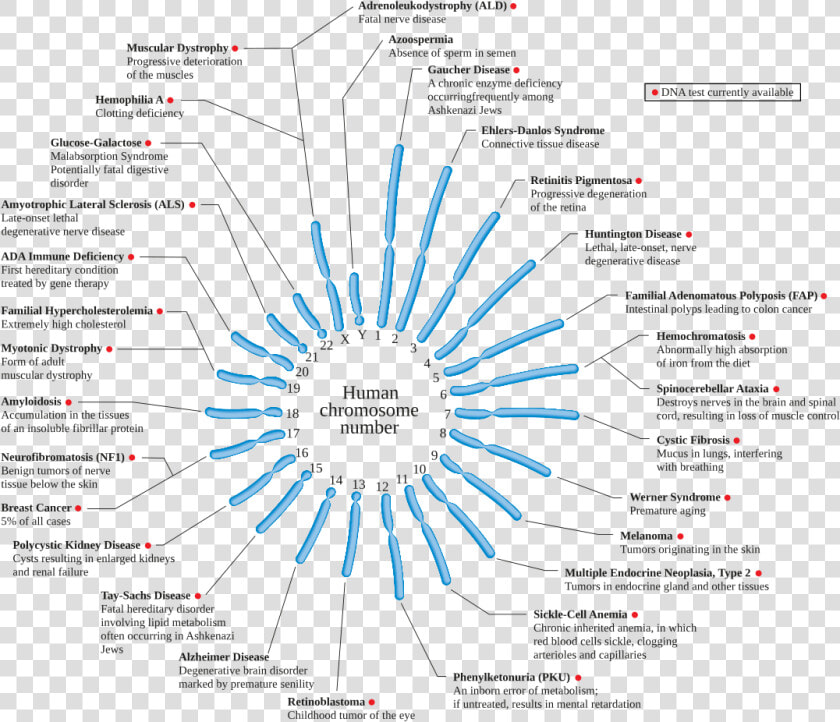 Genetic Diseases  HD Png DownloadTransparent PNG