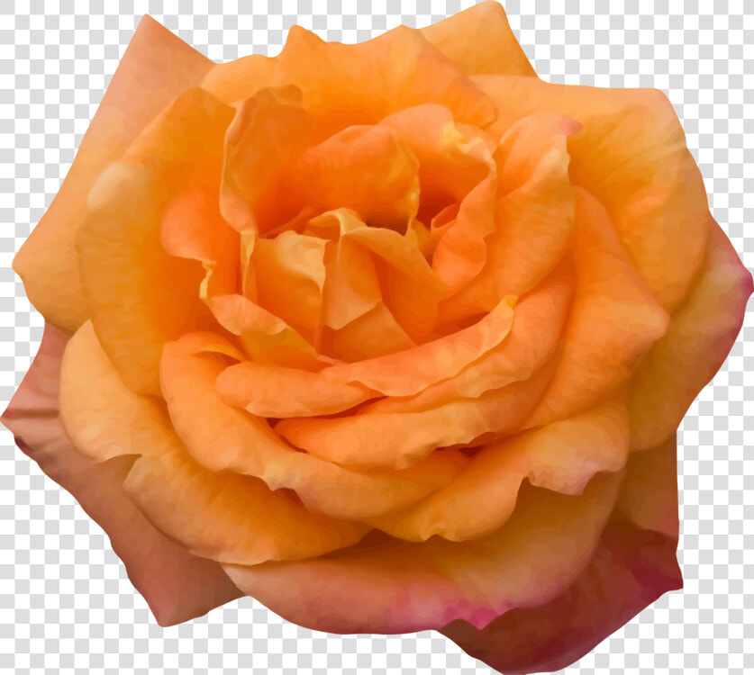 Flower peach rose Order   Love Red Rose Flower Roja  HD Png DownloadTransparent PNG