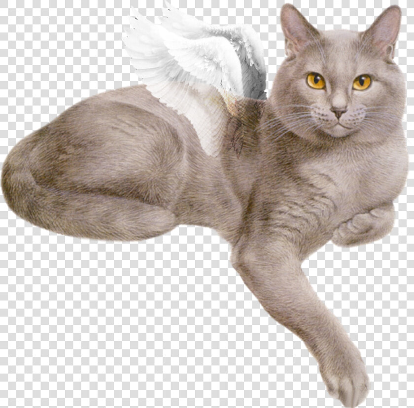  beautiful  white  fluffy  wings  flying  cat  gray   Cat Gif Png Transparent  Png DownloadTransparent PNG