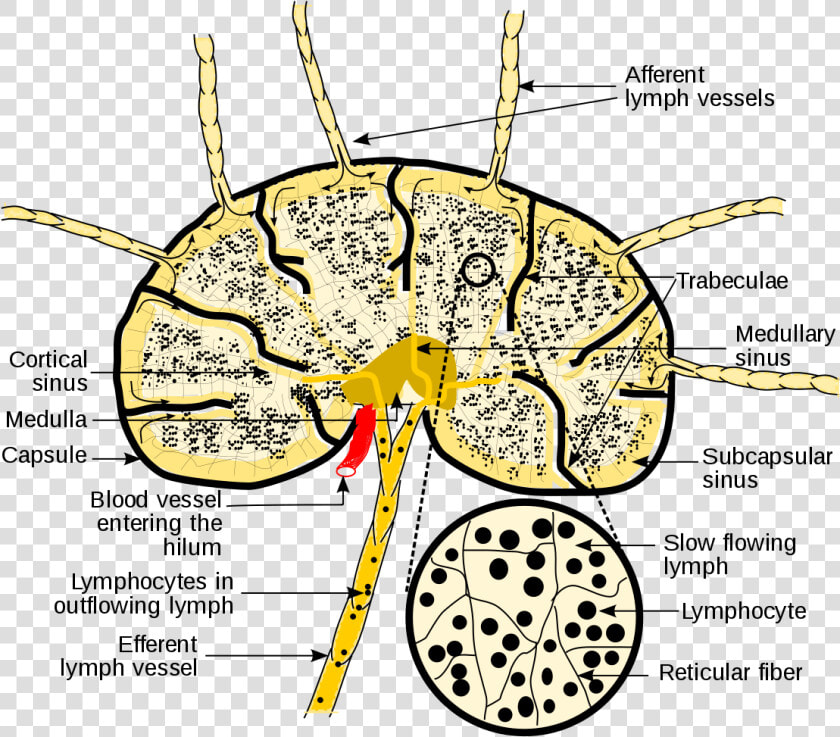 Schematic Diagram Of Lymph Nodes  HD Png DownloadTransparent PNG