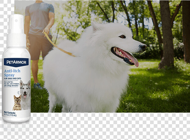 Skin  amp  Coat Care Image   American Eskimo Dog  HD Png DownloadTransparent PNG