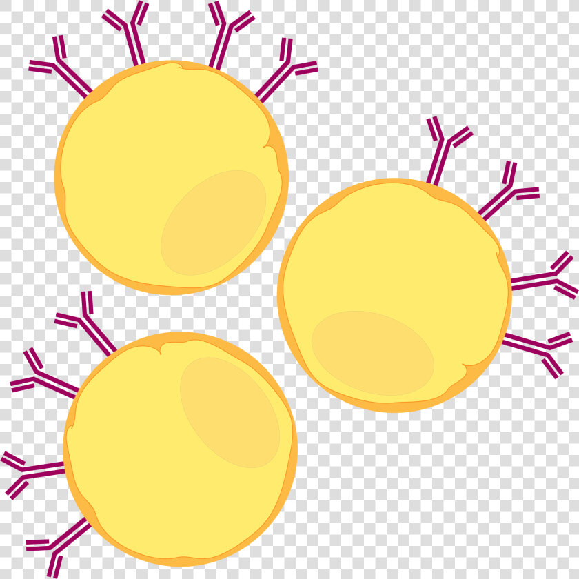 This Cell Line Was Chosen Specifically For Our Assay   Circle  HD Png DownloadTransparent PNG