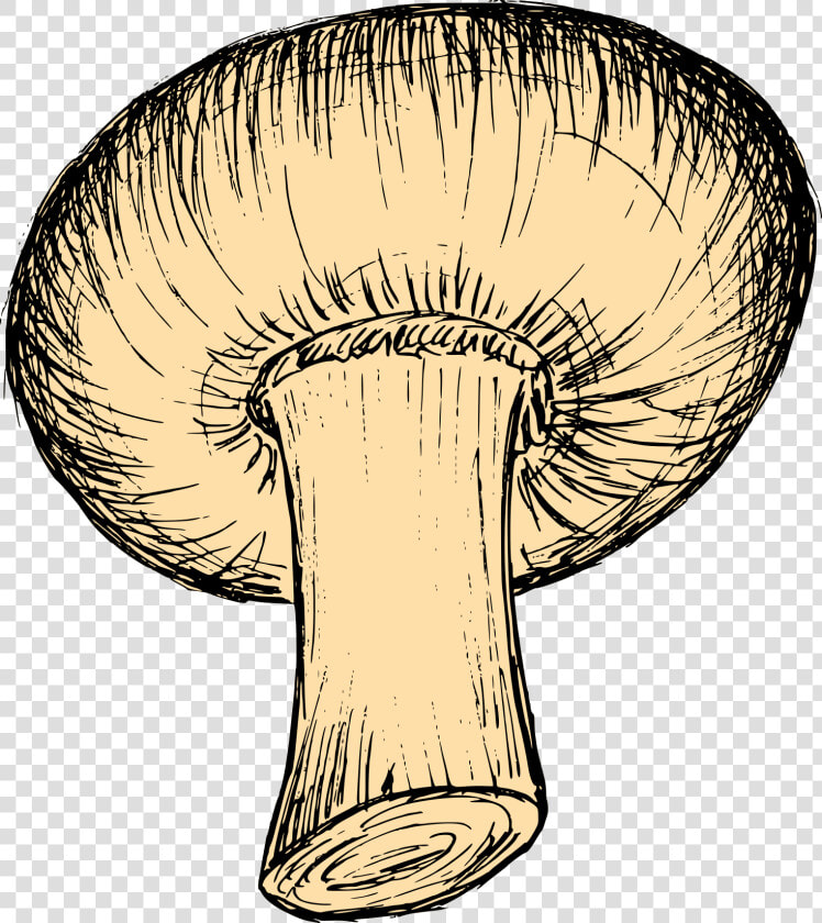 Mushroom Drawing 5   Russula Integra  HD Png DownloadTransparent PNG