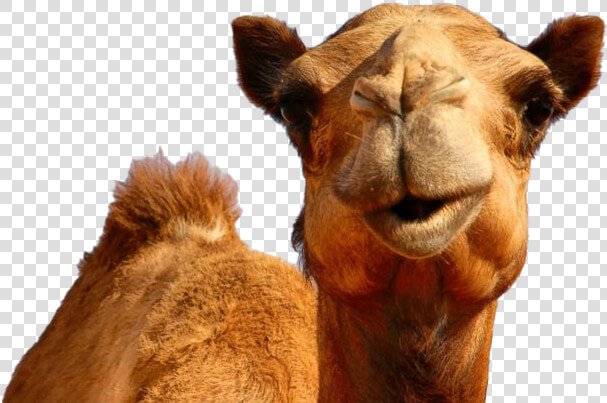 Camel Png Photos   Transparent Hump Day Camel  Png DownloadTransparent PNG