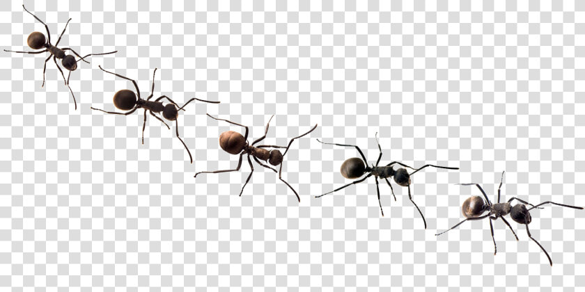 Ants Png Free Background   Transparent Background Ant Clip Art  Png DownloadTransparent PNG