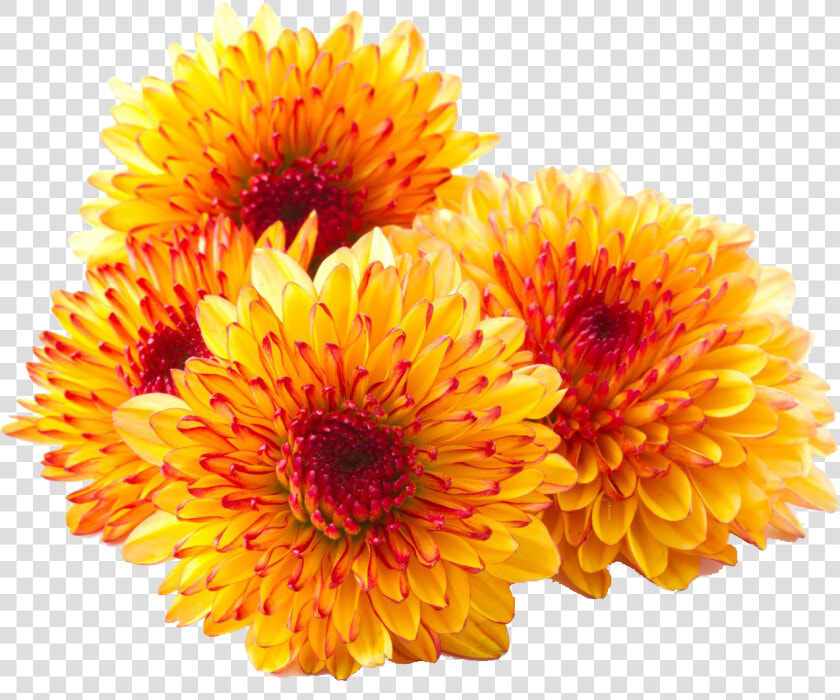 Chrysanthemum Png Photos   Mums Png  Transparent PngTransparent PNG