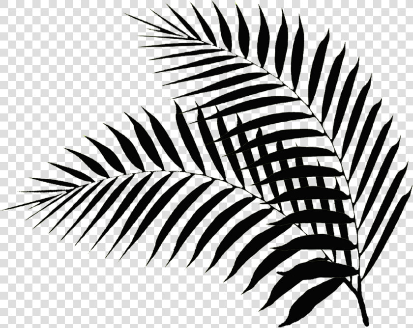 Transparent Palm Sunday Clip Art   Palm Leaf Silhouette Png  Png DownloadTransparent PNG