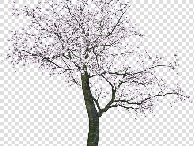 Banyan Tree Clipart Ped   Tree Sakura Png  Transparent PngTransparent PNG