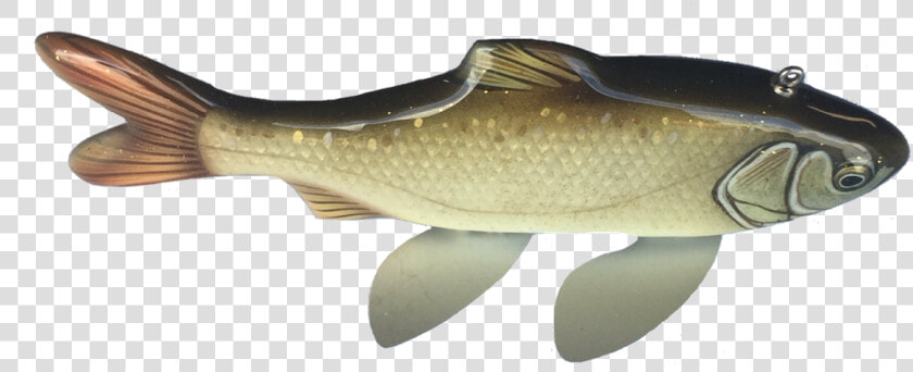 Carp  HD Png DownloadTransparent PNG