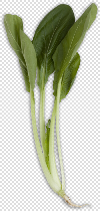 Bok Choy Transparent Png   Bok Choy Long  Png DownloadTransparent PNG