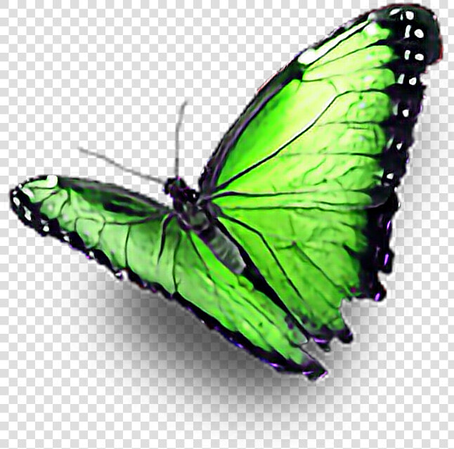  green  butterfly  ftestickers   Real Green Butterfly Png  Transparent PngTransparent PNG