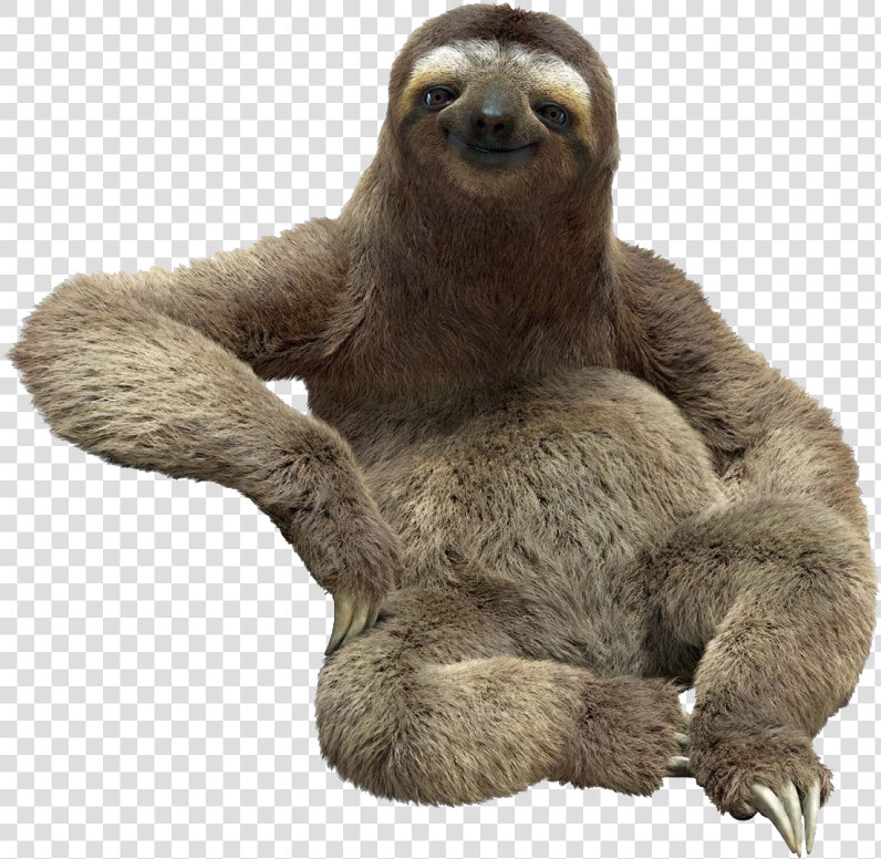 Sloth Png Image Download   Sloth Png  Transparent PngTransparent PNG