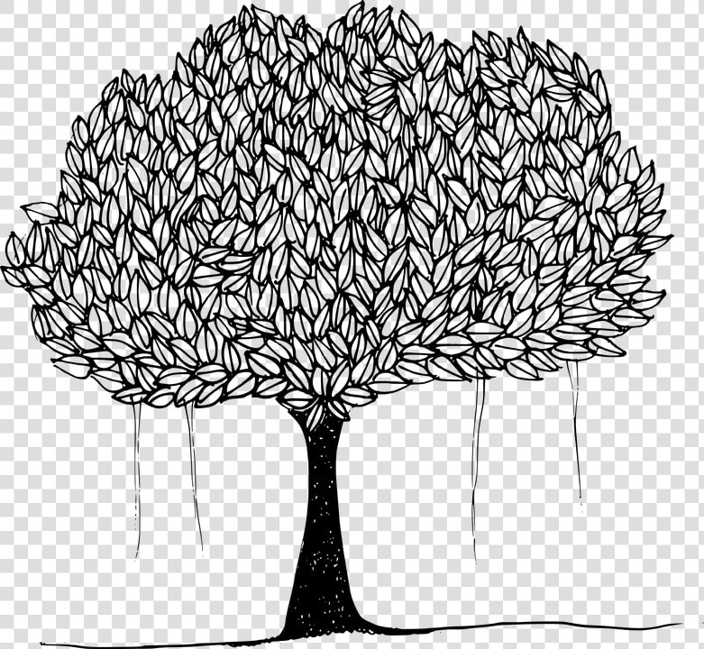 Banyan  Banyan Tree  Canopy  Leafy Trees  Plant  Shade   Drawing Of Peepal Tree  HD Png DownloadTransparent PNG