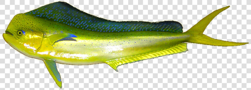 Mahi Mahi   Mahi Mahi Fishes Png  Transparent PngTransparent PNG