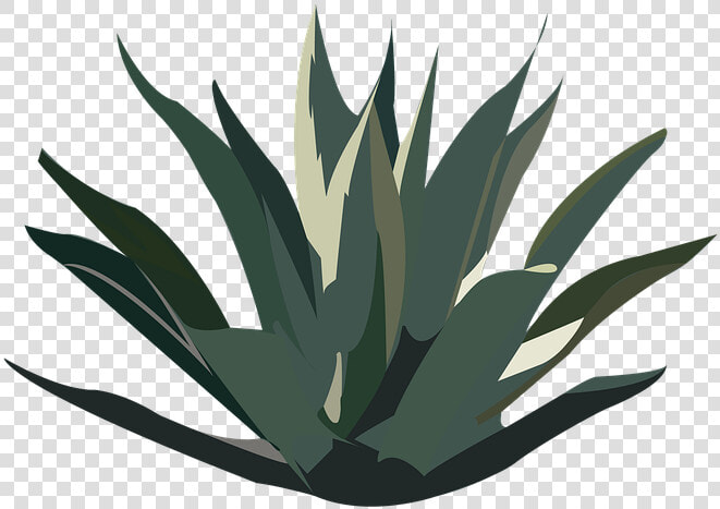 Maguey  Desert  Plant  Tequila  Agave  Mexico  Nature   Agave De Maguey Png  Transparent PngTransparent PNG