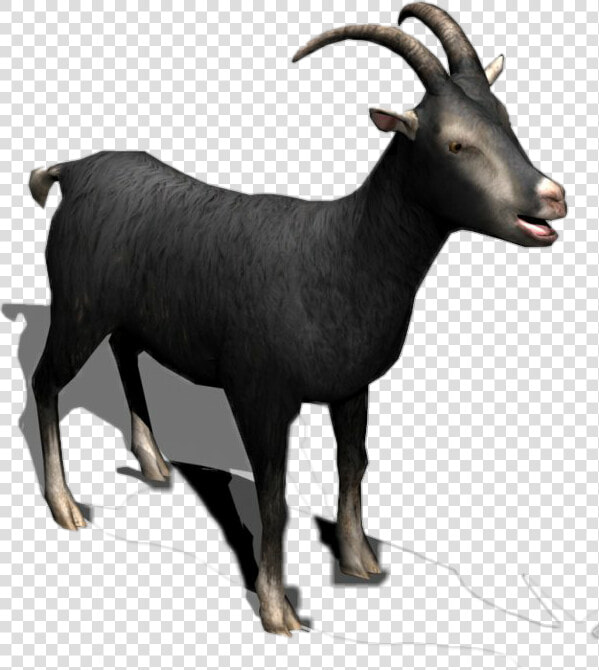  black  goat  horns  milk  meat  cattle  sheep  eid   Black Goat Hd Images Png  Transparent PngTransparent PNG