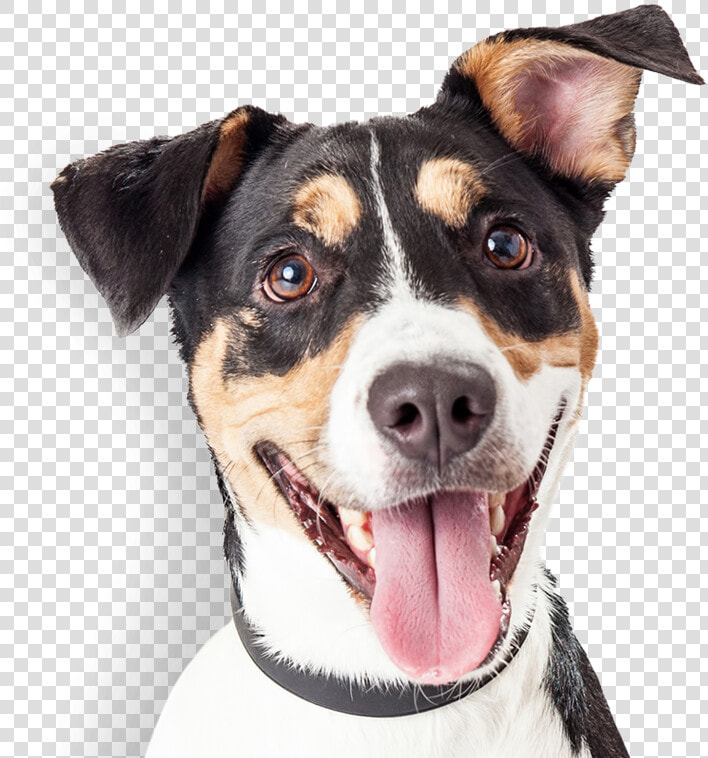 Happy Dog   Happy Dogs Images Free Download  HD Png DownloadTransparent PNG