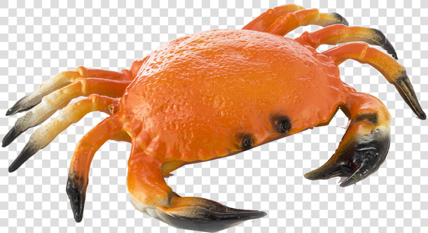 Crab Png Transparent Background   Transparent Image Of Crab  Png DownloadTransparent PNG