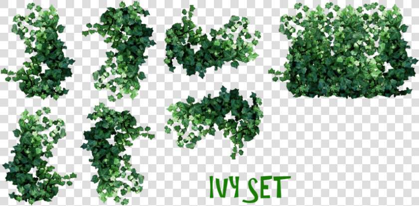 Real Leaves Png Pic   Real Ivy Plants Png  Transparent PngTransparent PNG