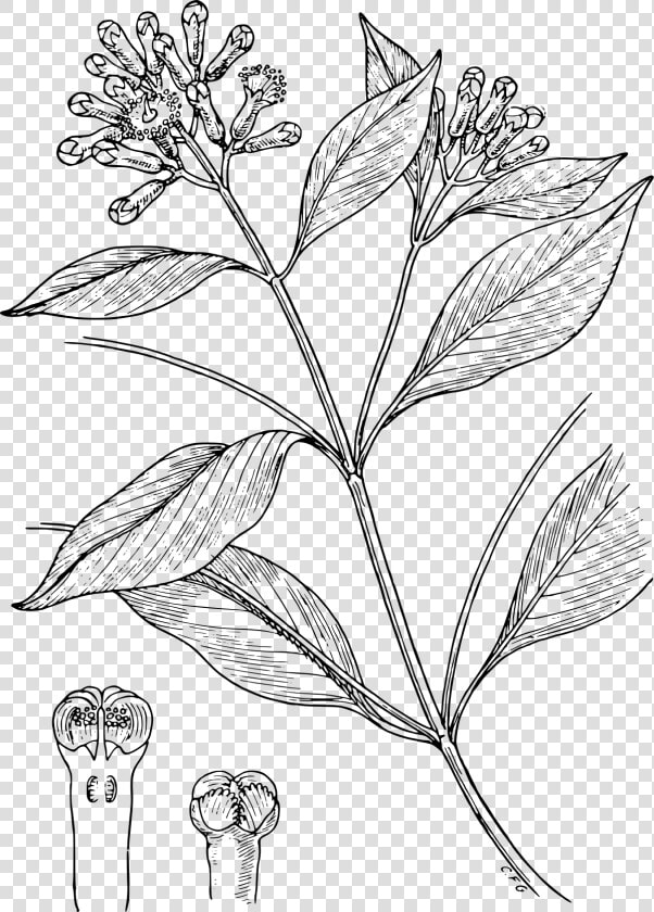 Clove Plant Drawing  HD Png DownloadTransparent PNG