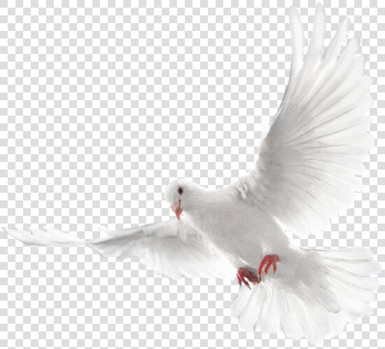  mq  white  dove  bird  birds  animal  animals   Two Doves  HD Png DownloadTransparent PNG