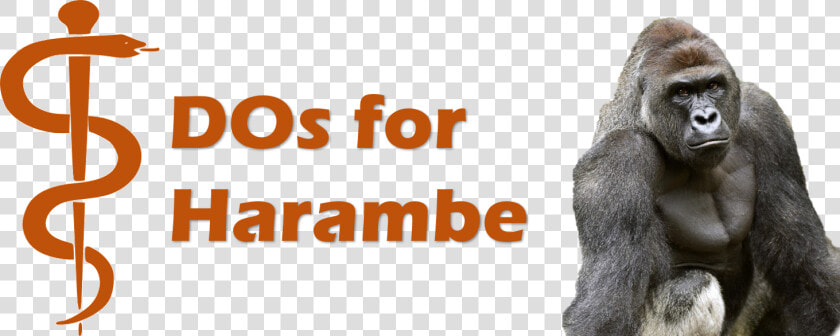 Harambe Png  Transparent PngTransparent PNG