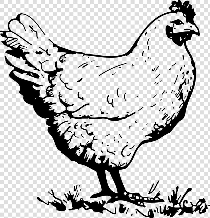 Chicken  Hen  Poultry  Bird  Farm Animal   Chicken Clipart Black And White  HD Png DownloadTransparent PNG