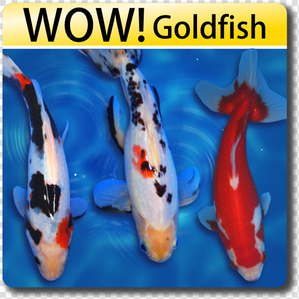 Similar To Koi Fish  HD Png DownloadTransparent PNG