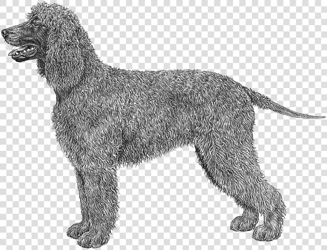 Irish Water Spaniel Outline  HD Png DownloadTransparent PNG