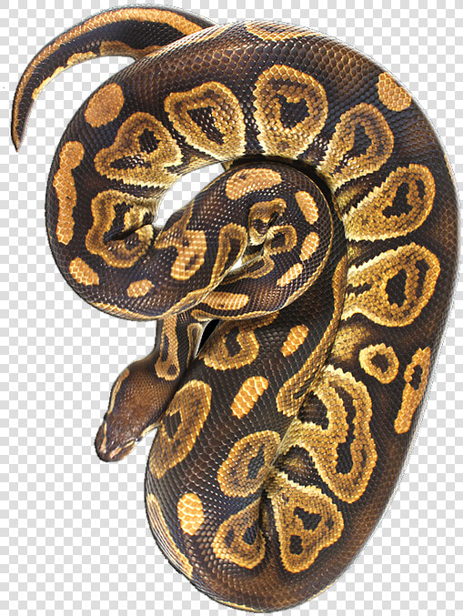 Clip Art Royal Python Ranch Canada   Burmese Python  HD Png DownloadTransparent PNG