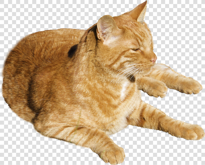 Orange Tabby Cat Transparent Background  HD Png DownloadTransparent PNG