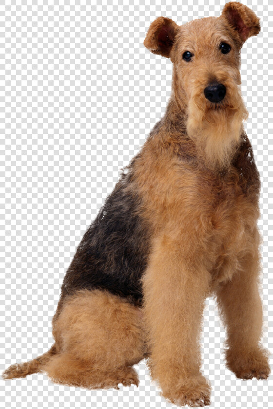 Transparent Tumblr Dog Png   Зоомагазин Товары Для Животных  Png DownloadTransparent PNG