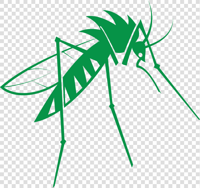 Mosquito Png Free Download   Mosquito  Transparent PngTransparent PNG