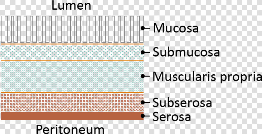 Bowel Layers  HD Png DownloadTransparent PNG