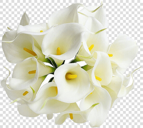 Flowers Mala Png   Calla Lily Flower Png  Transparent PngTransparent PNG