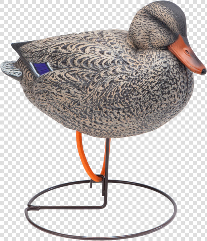 Oversized Field Mallard Snuggle Head Hen Duck Hunting   Mallard  HD Png DownloadTransparent PNG